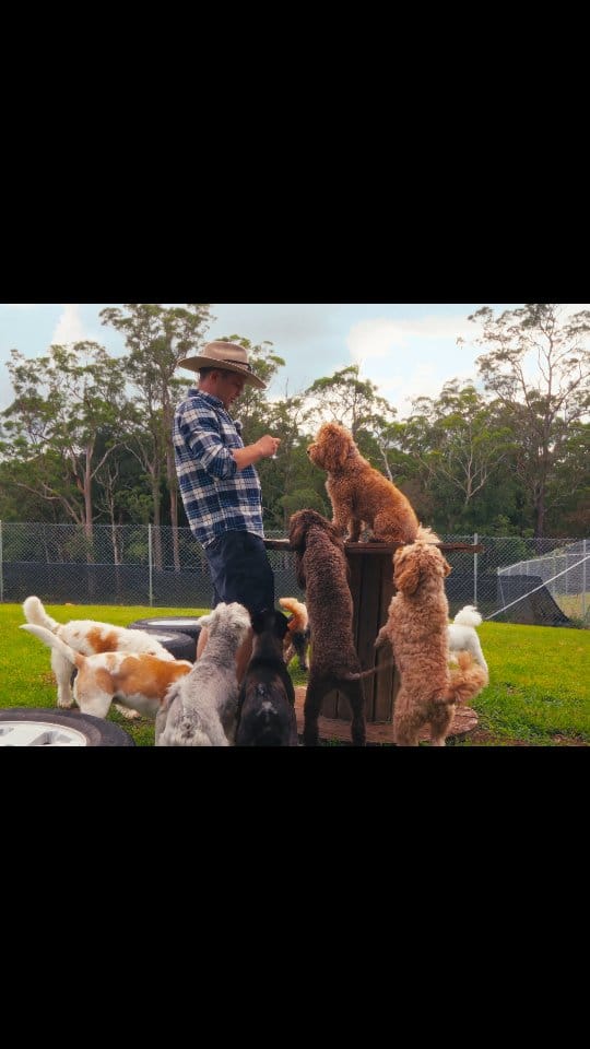 Post 9 by Farmtastic Doggy Daycare on Instagram (video)