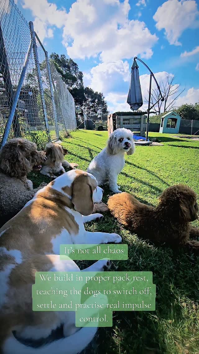 Post 4 by Farmtastic Doggy Daycare on Instagram (video)
