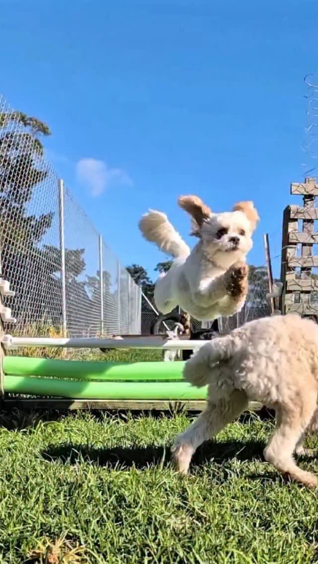 Post 2 by Farmtastic Doggy Daycare on Instagram (video)