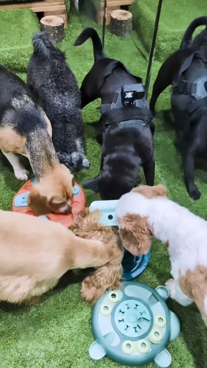 Post 1 by Farmtastic Doggy Daycare on Instagram (video)