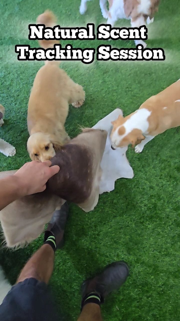 Post 6 by Farmtastic Doggy Daycare on Instagram (video)