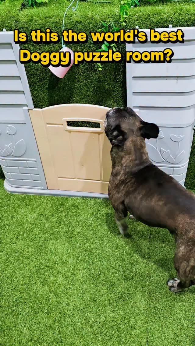 Post 5 by Farmtastic Doggy Daycare on Instagram (video)