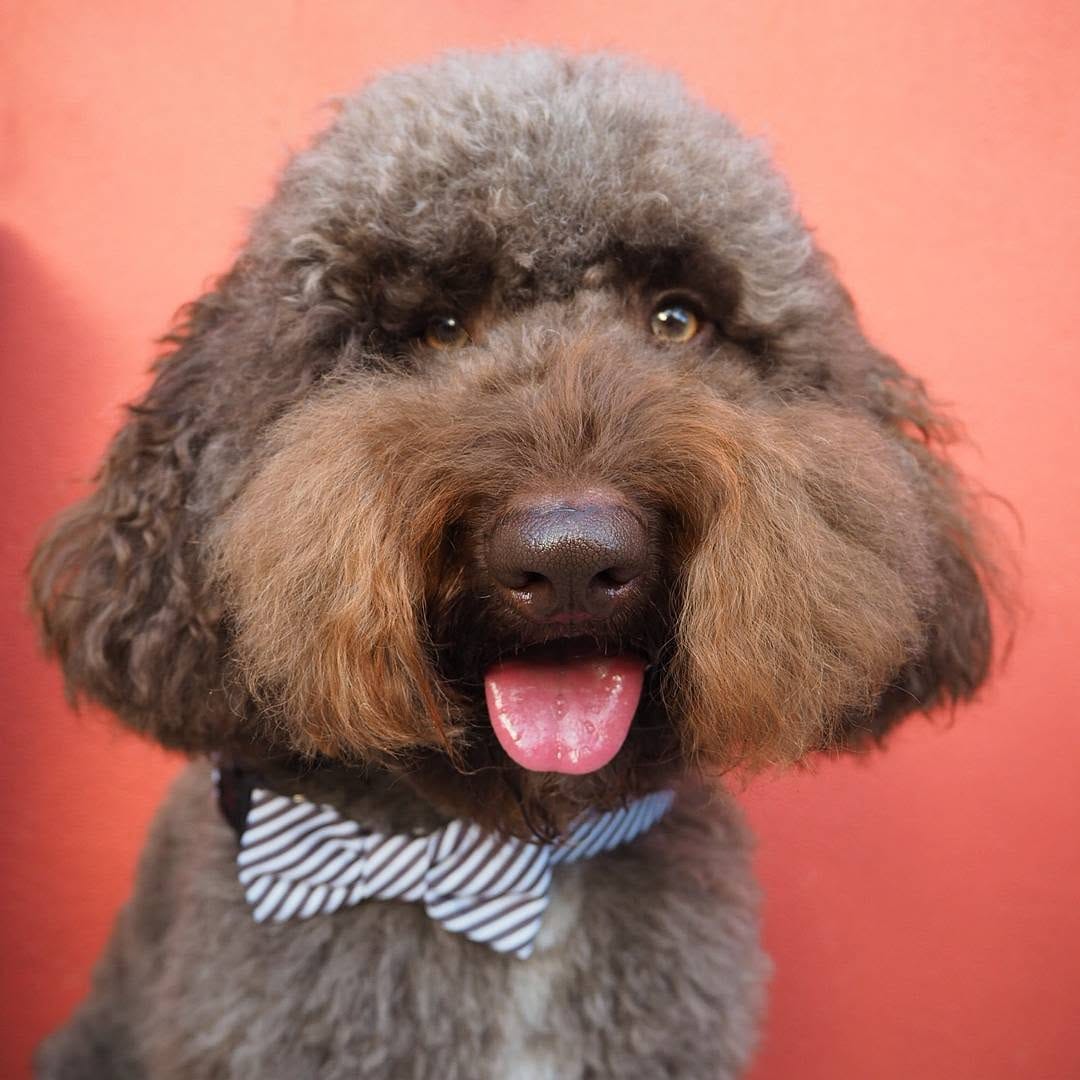 Post 10 by BENTLEY THE GROODLE  🐾 on Instagram (image)