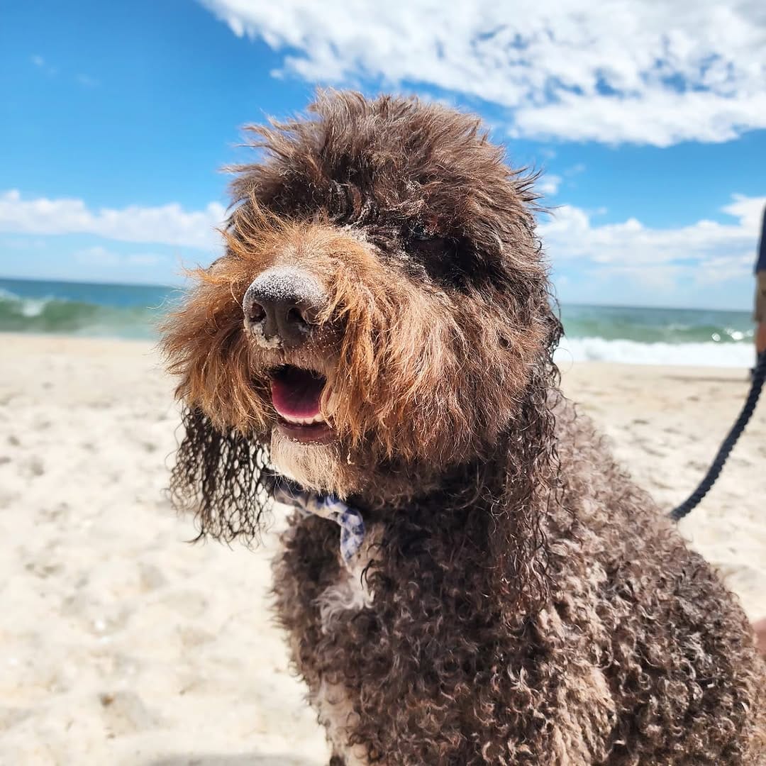 Post 3 by BENTLEY THE GROODLE  🐾 on Instagram (carousel)