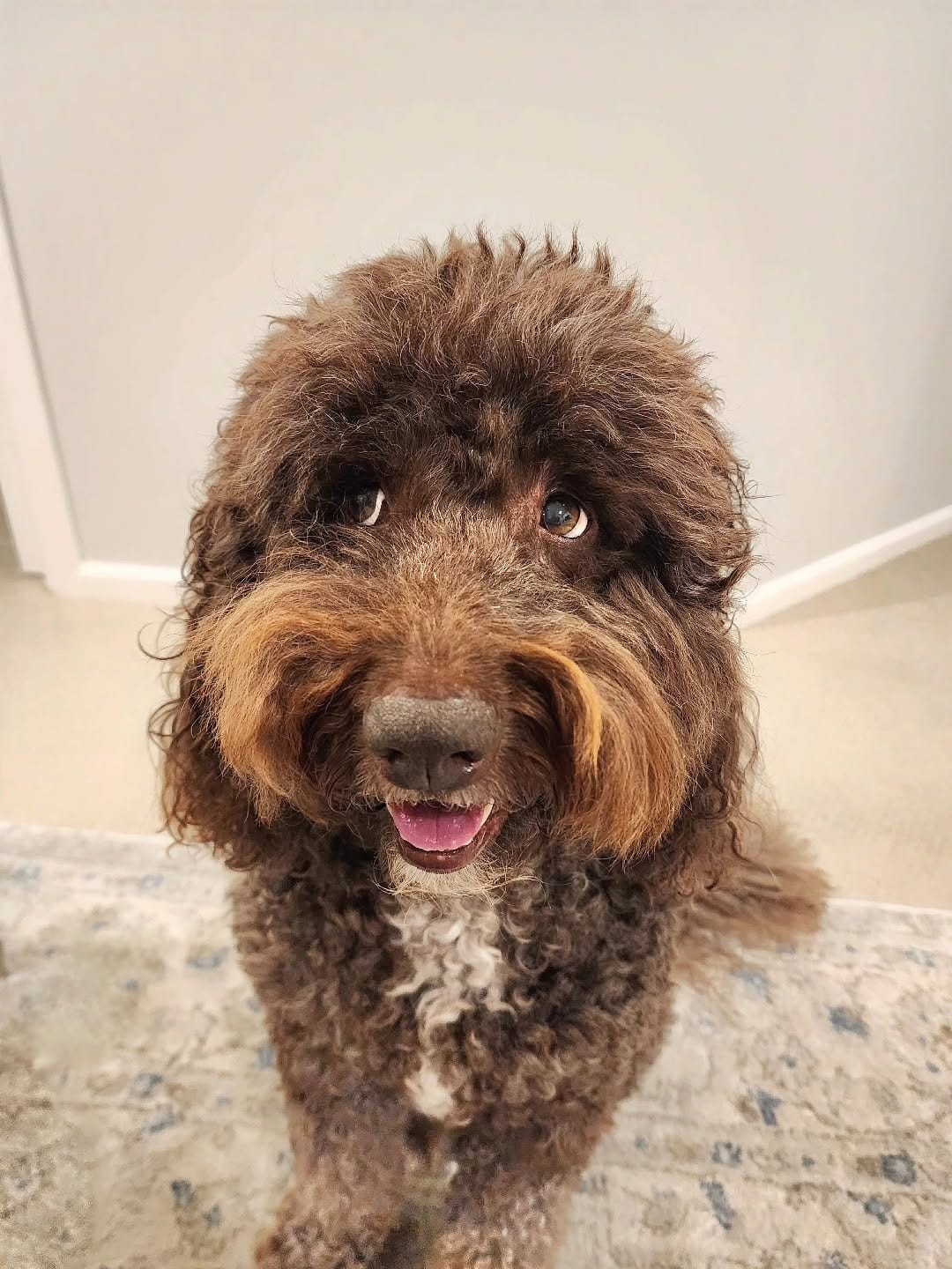 Post 1 by BENTLEY THE GROODLE  🐾 on Instagram (image)