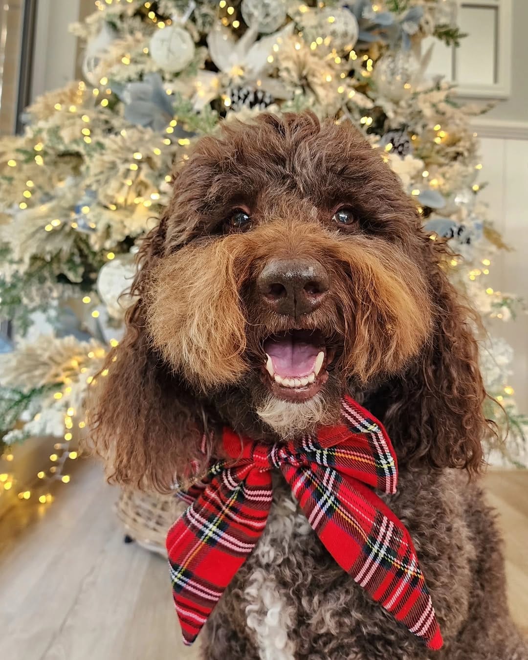Post 5 by BENTLEY THE GROODLE  🐾 on Instagram (image)