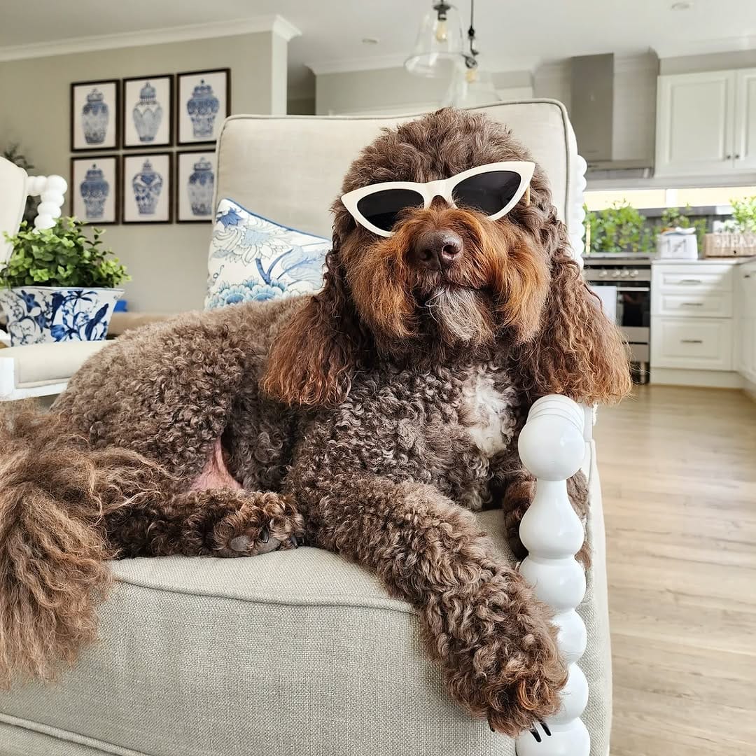 Post 8 by BENTLEY THE GROODLE  🐾 on Instagram (carousel)