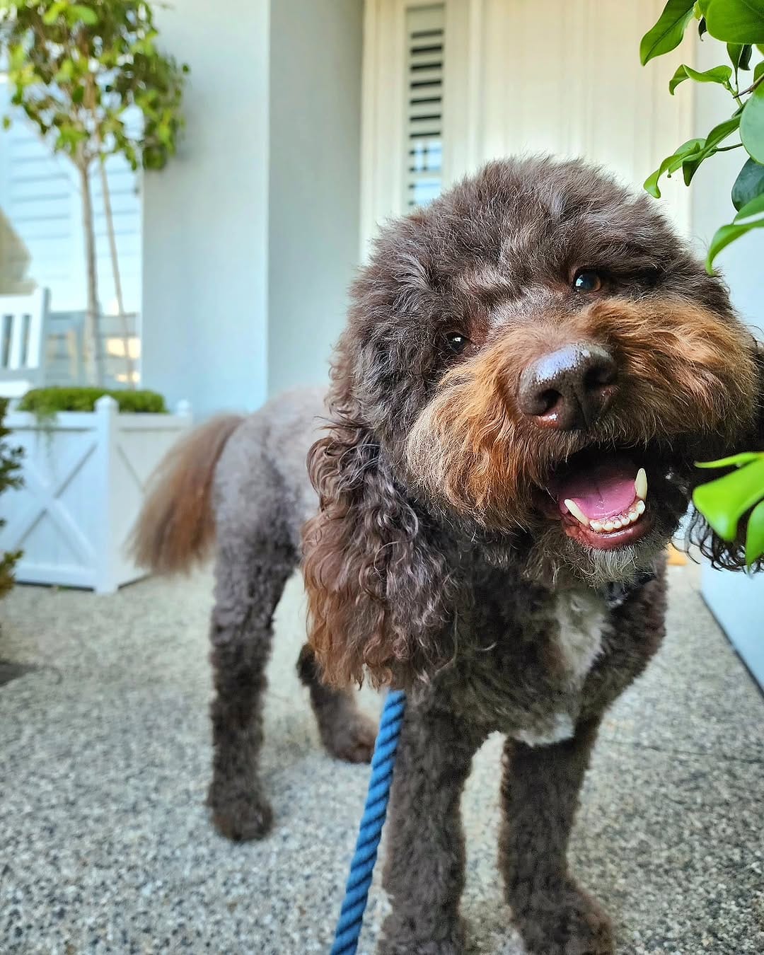 Post 2 by BENTLEY THE GROODLE  🐾 on Instagram (image)