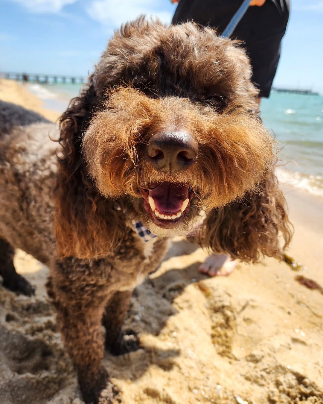 Post 7 by BENTLEY THE GROODLE  🐾 on Instagram (image)
