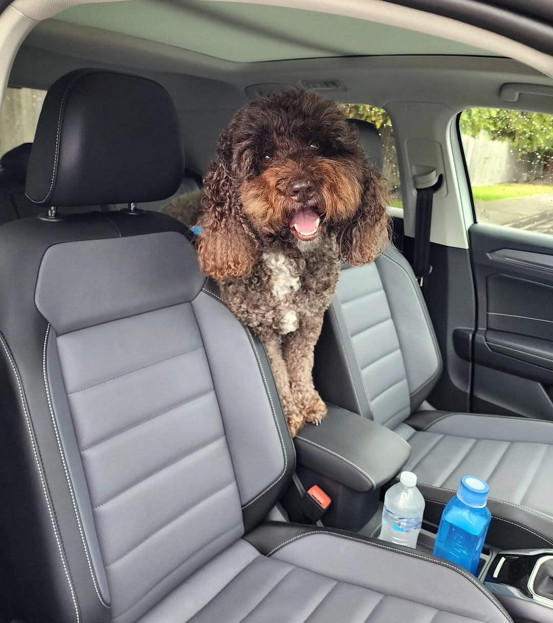 Post 4 by BENTLEY THE GROODLE  🐾 on Instagram (image)