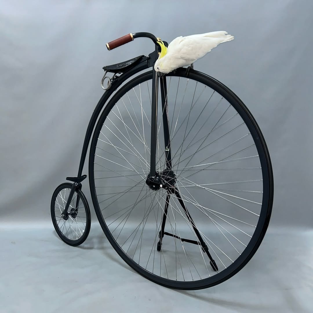 Post 8 by Penny Farthing Dan on Instagram (carousel)