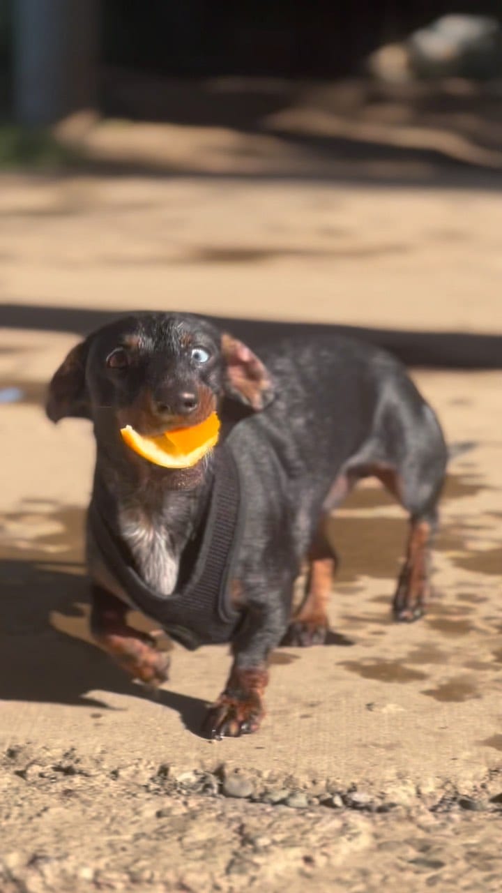 Post 5 by Schnitzel Von Crumb on Instagram (video)