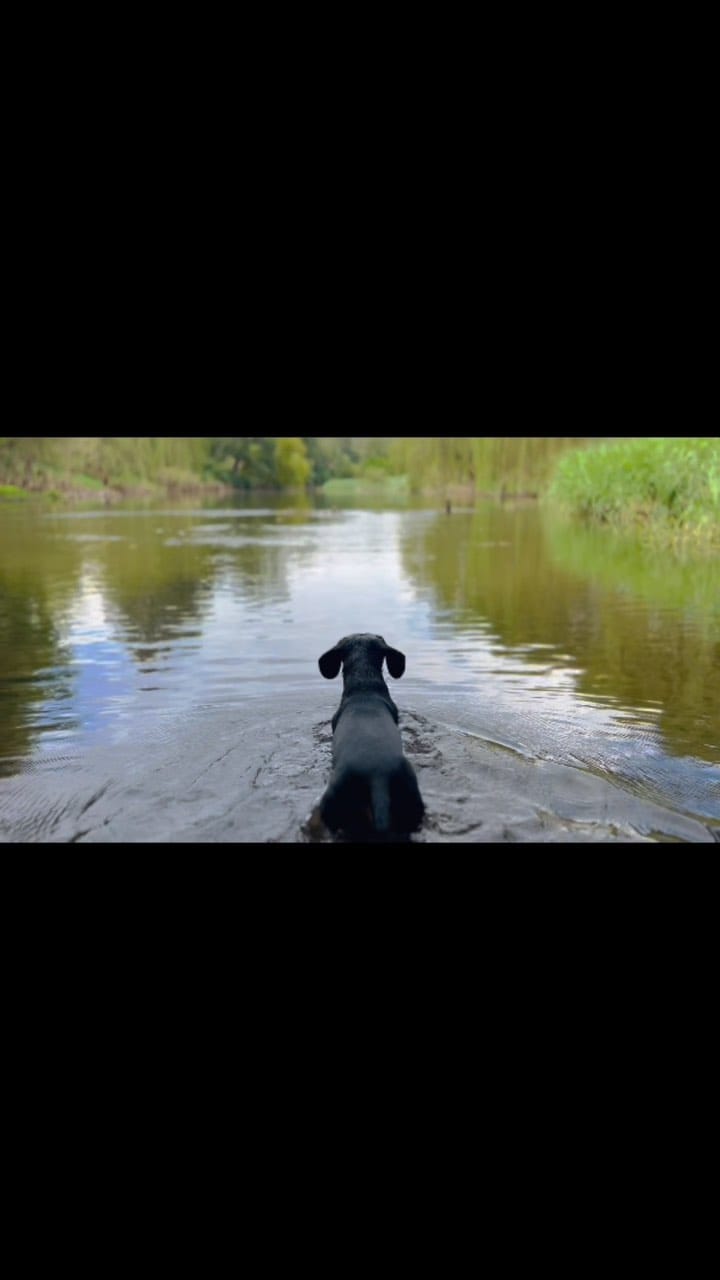 Post 7 by Schnitzel Von Crumb on Instagram (video)