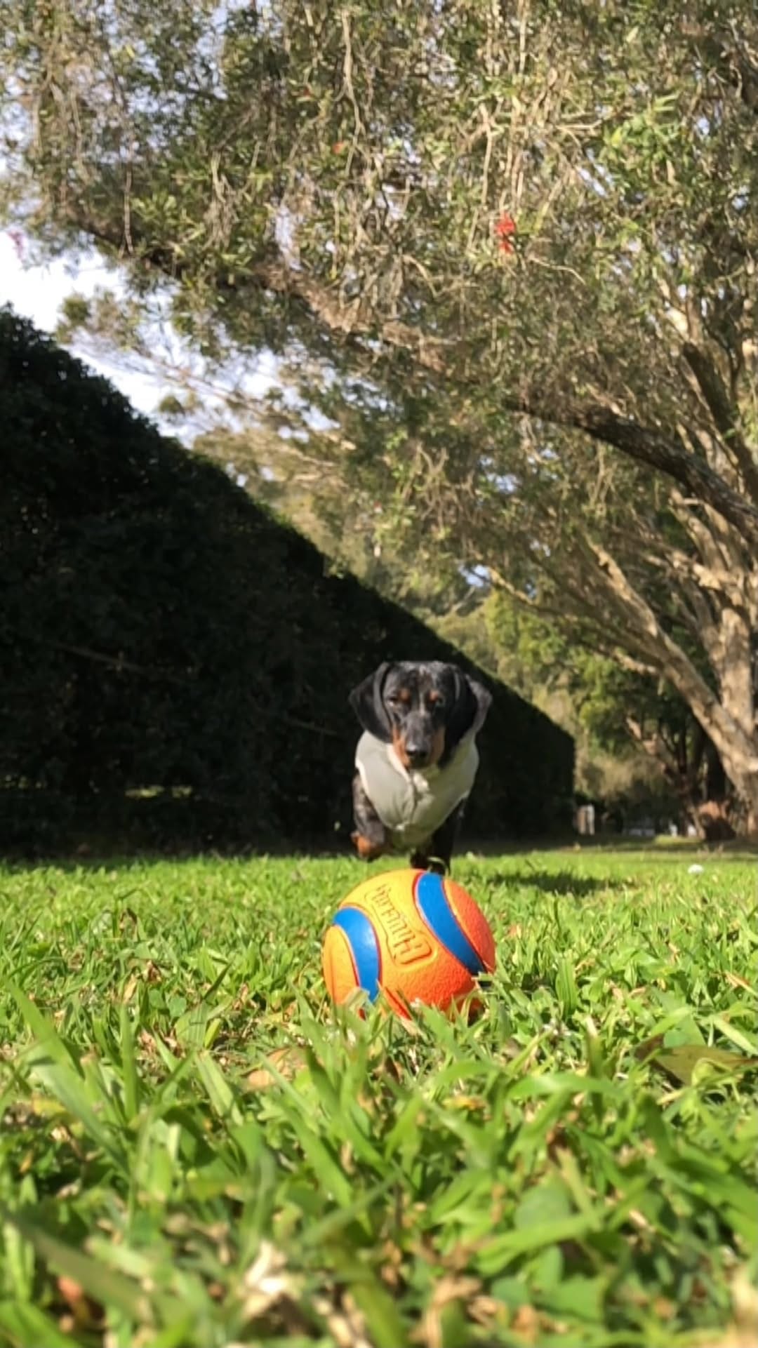Post 9 by Schnitzel Von Crumb on Instagram (video)