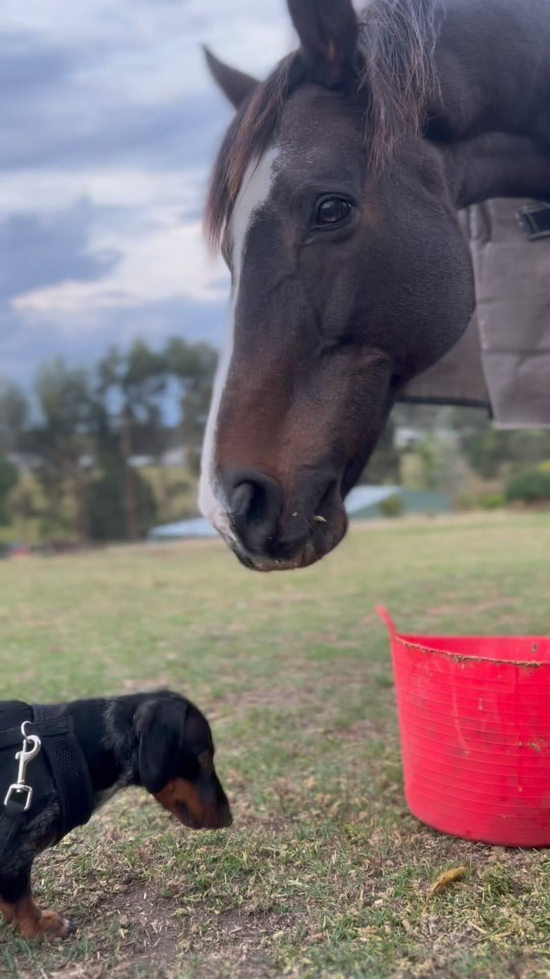 Post 3 by Schnitzel Von Crumb on Instagram (video)
