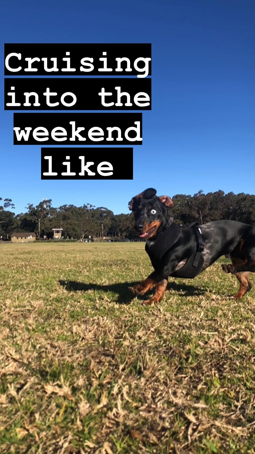 Post 10 by Schnitzel Von Crumb on Instagram (video)
