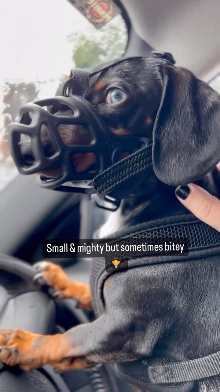 Post 4 by Schnitzel Von Crumb on Instagram (video)