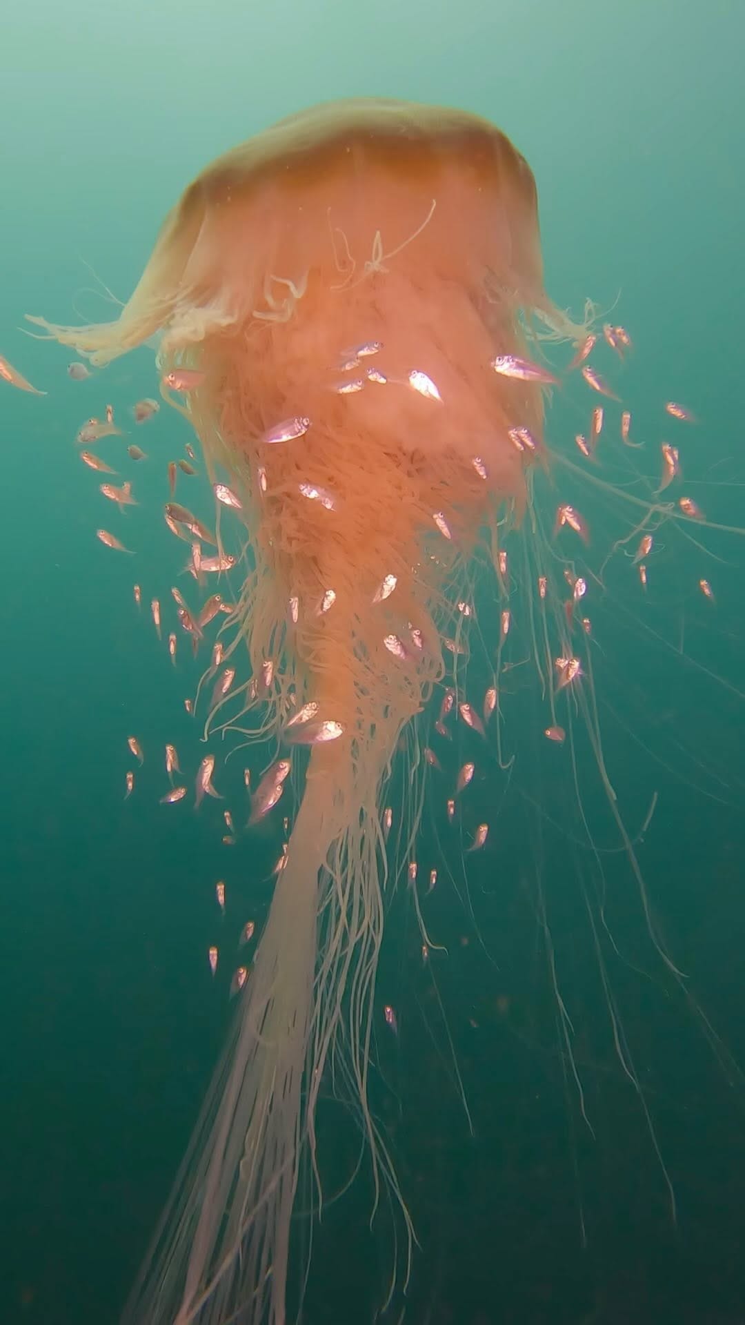 Post 10 by Andrii Slonchak on Instagram (video)