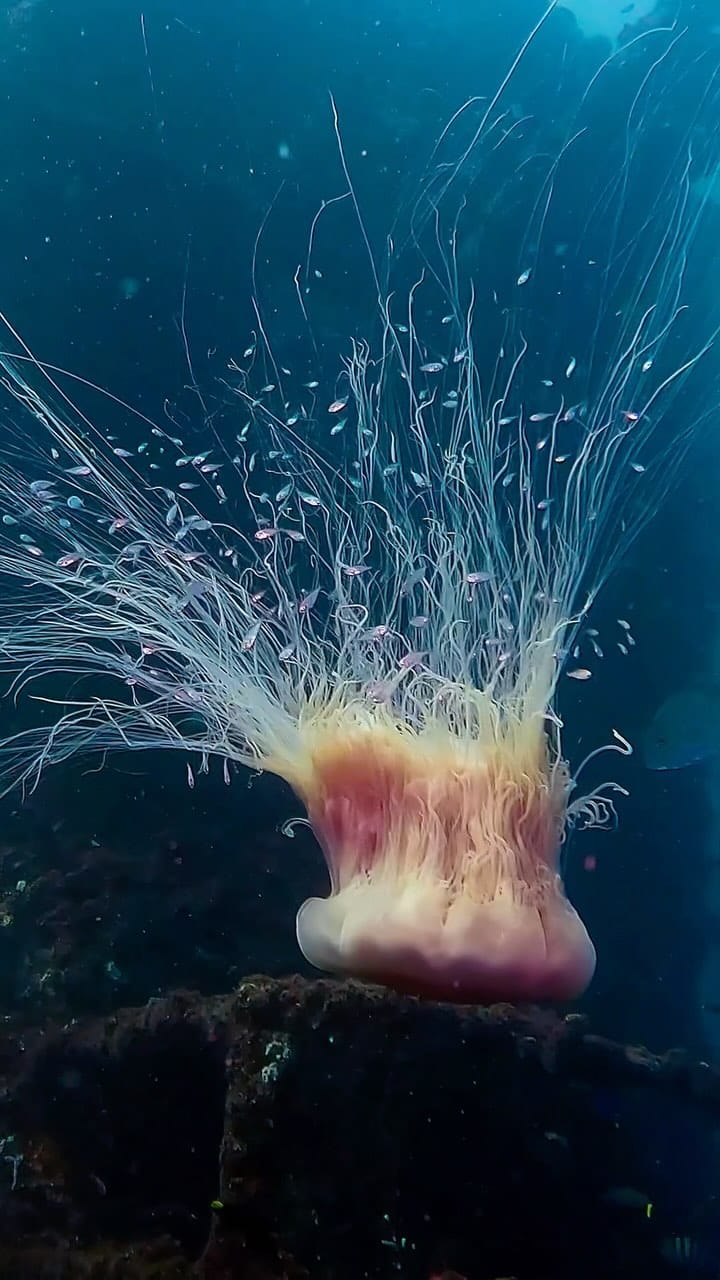 Post 9 by Andrii Slonchak on Instagram (video)