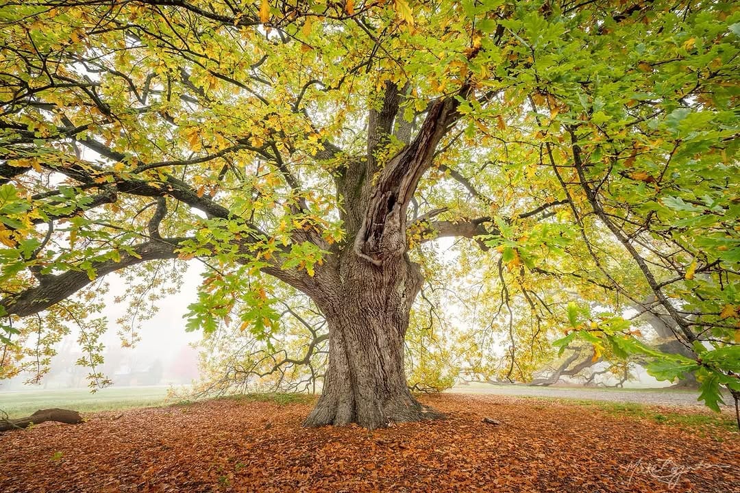 Post 7 by Mieke Boynton on Instagram (image)
