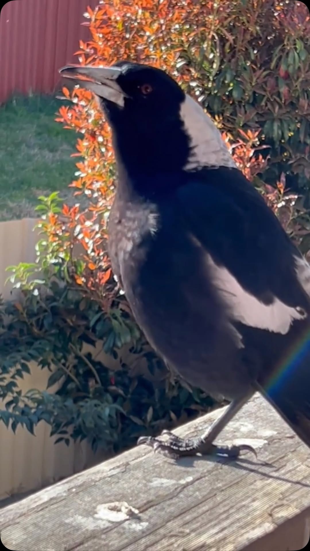 Post 1 by 𝓜𝓪𝓵𝓪𝓴𝓱𝓲 𝔀𝓸𝓸𝓭𝔀𝓪𝓻𝓭 on Instagram (video)