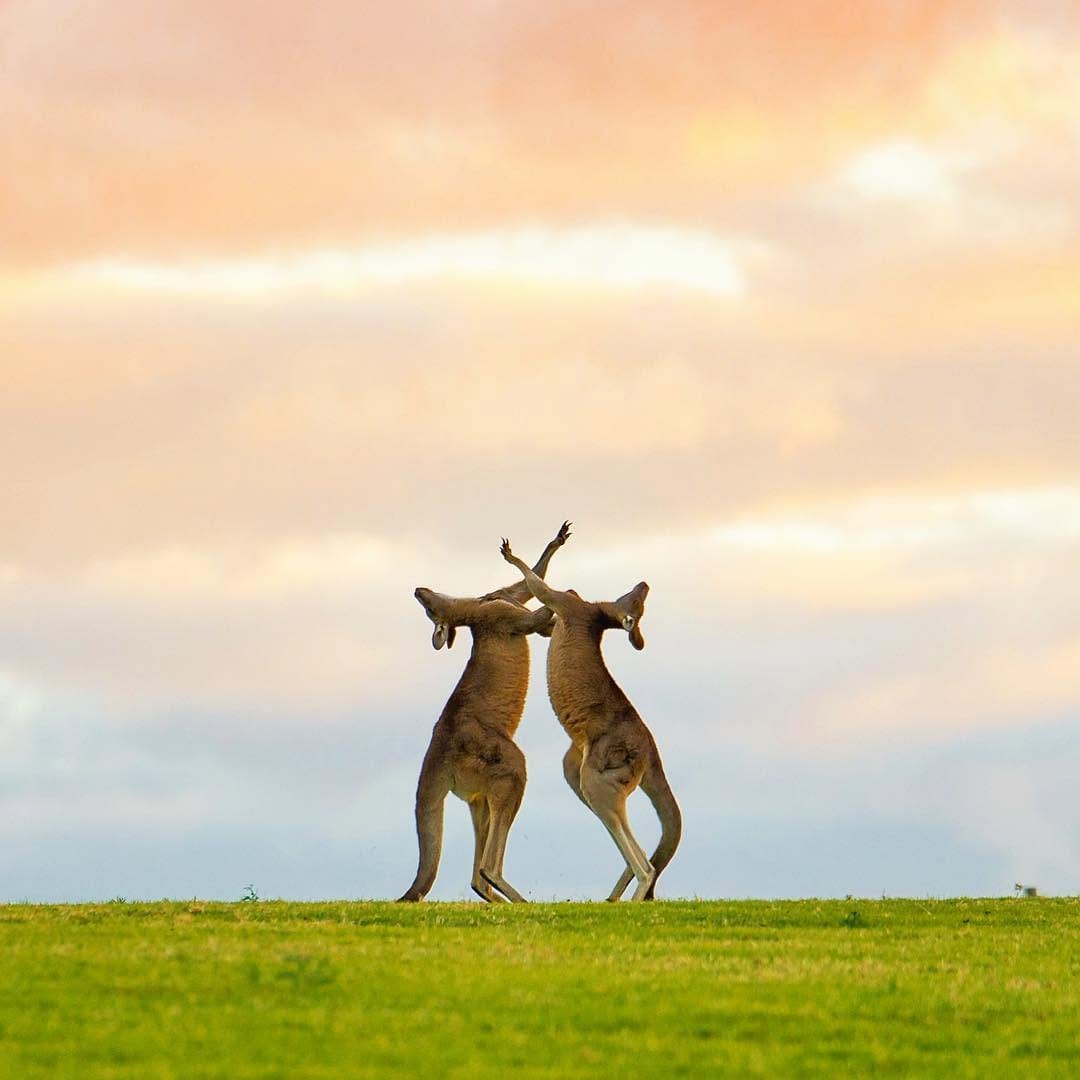 Post 8 by Lake Macquarie Photographer on Instagram (image)