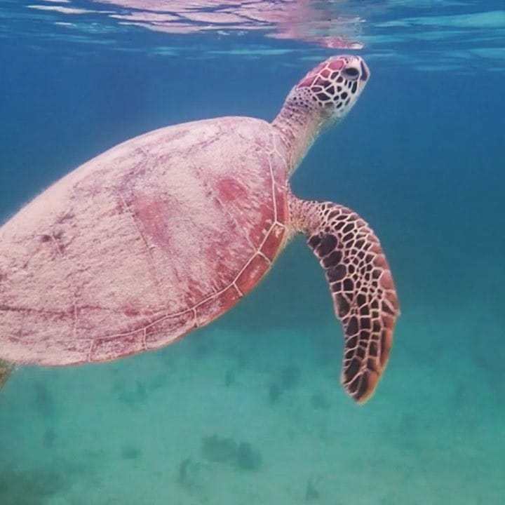 Post 6 by Lake Macquarie Photographer on Instagram (video)