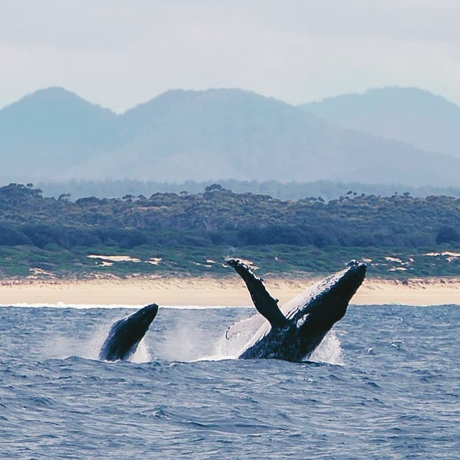 Post 3 by Lake Macquarie Photographer on Instagram (image)