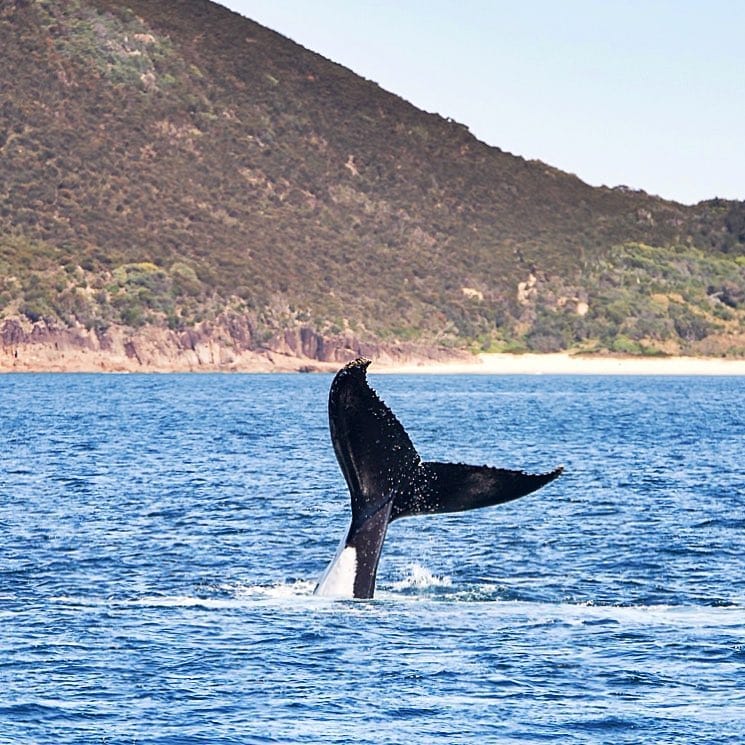 Post 10 by Lake Macquarie Photographer on Instagram (image)