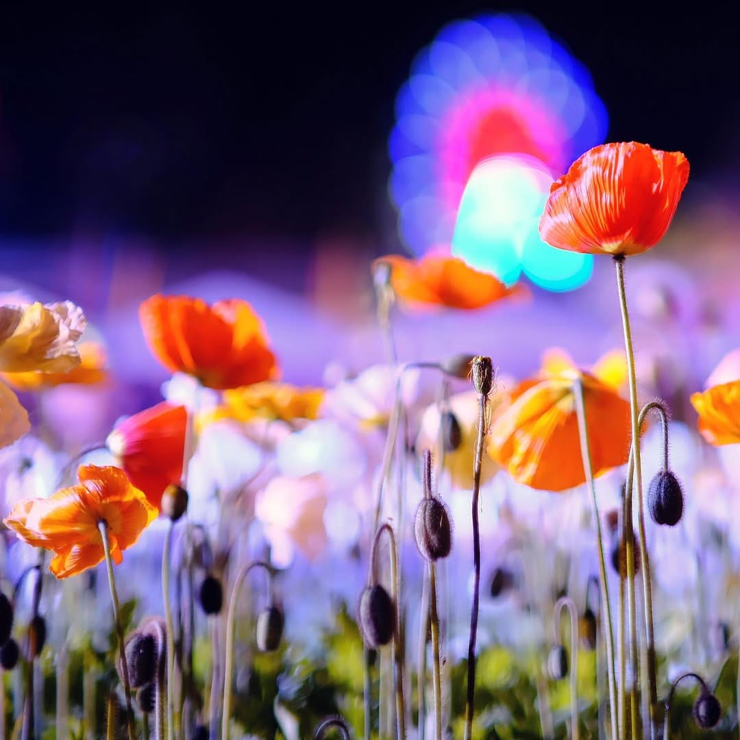 Post 2 by Mike Polo on Instagram (image)