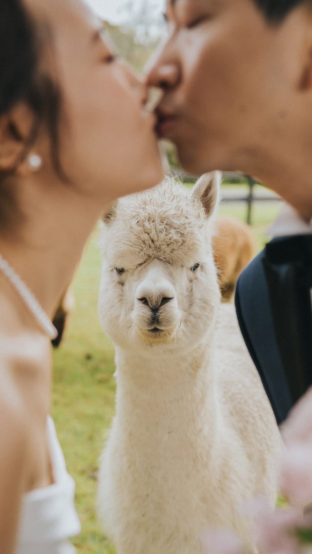 Post 4 by Silas Chau | Melbourne Wedding Photographer on Instagram (video)