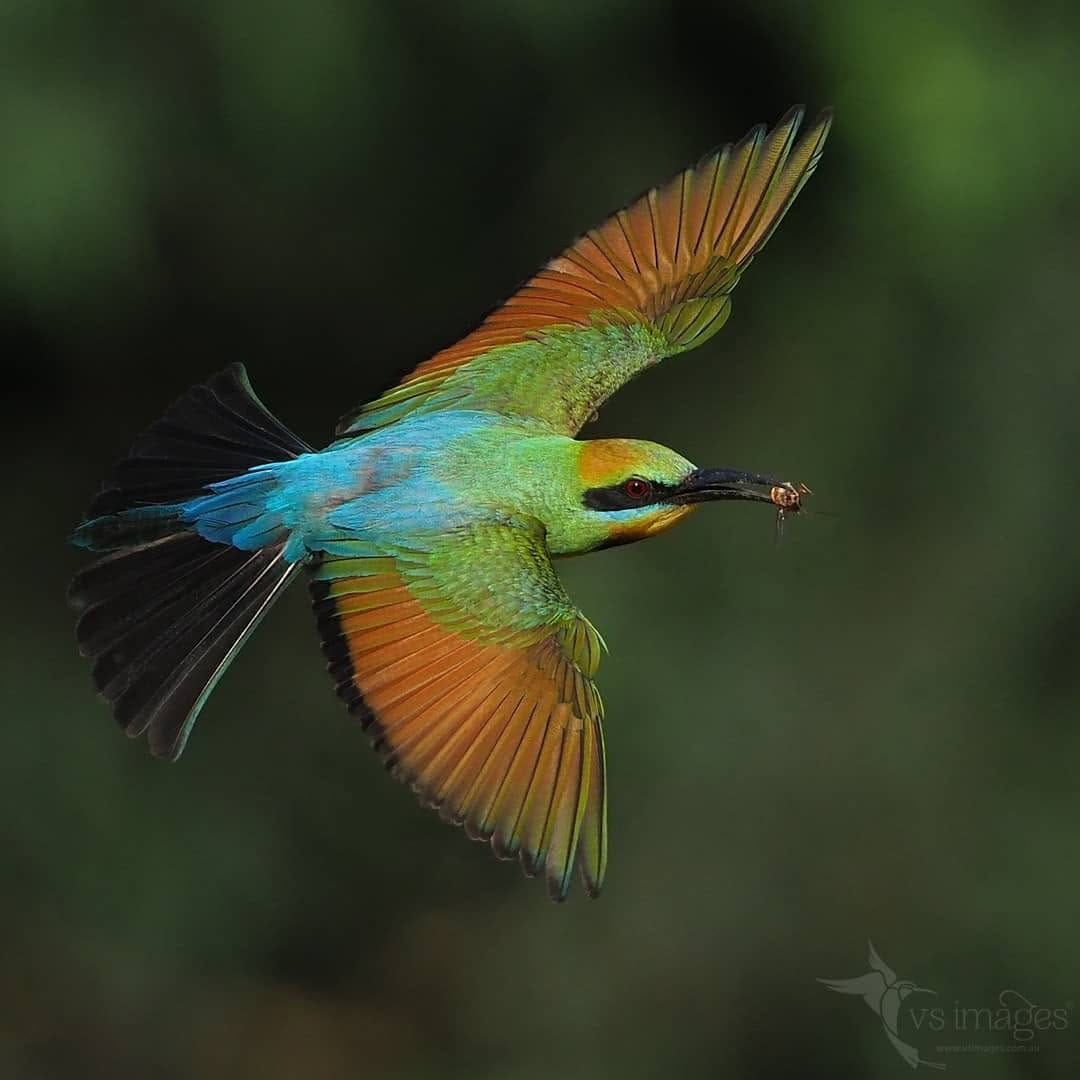 Post 9 by vs_images on Instagram (carousel)