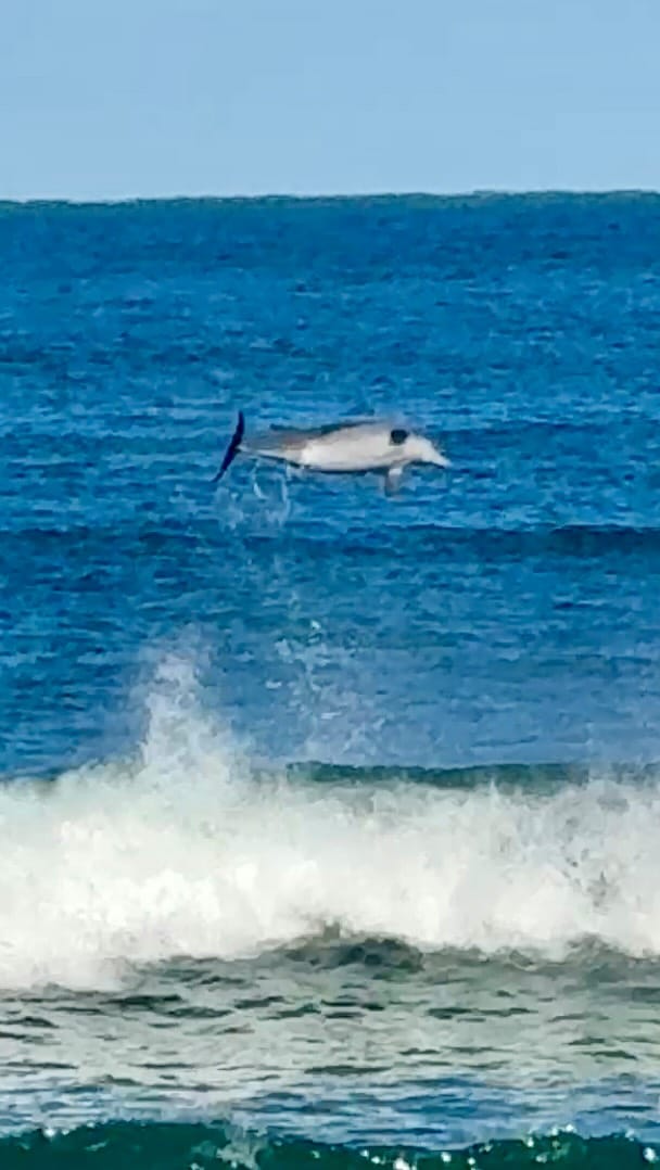 Post 1 by Shannon Hartigan Images on Instagram (video)