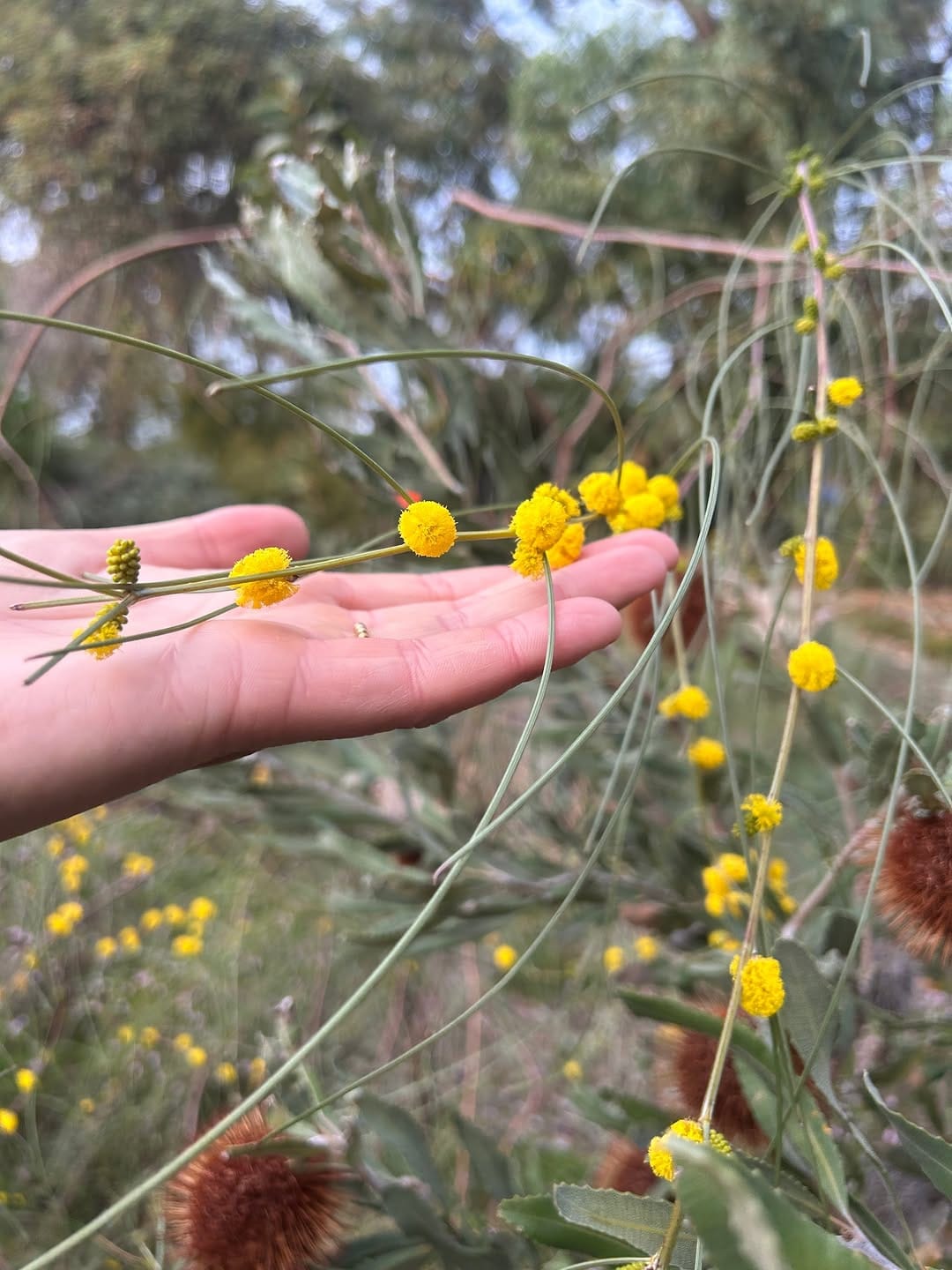 Post 1 by Kings Park and Botanic Garden on Instagram (image)