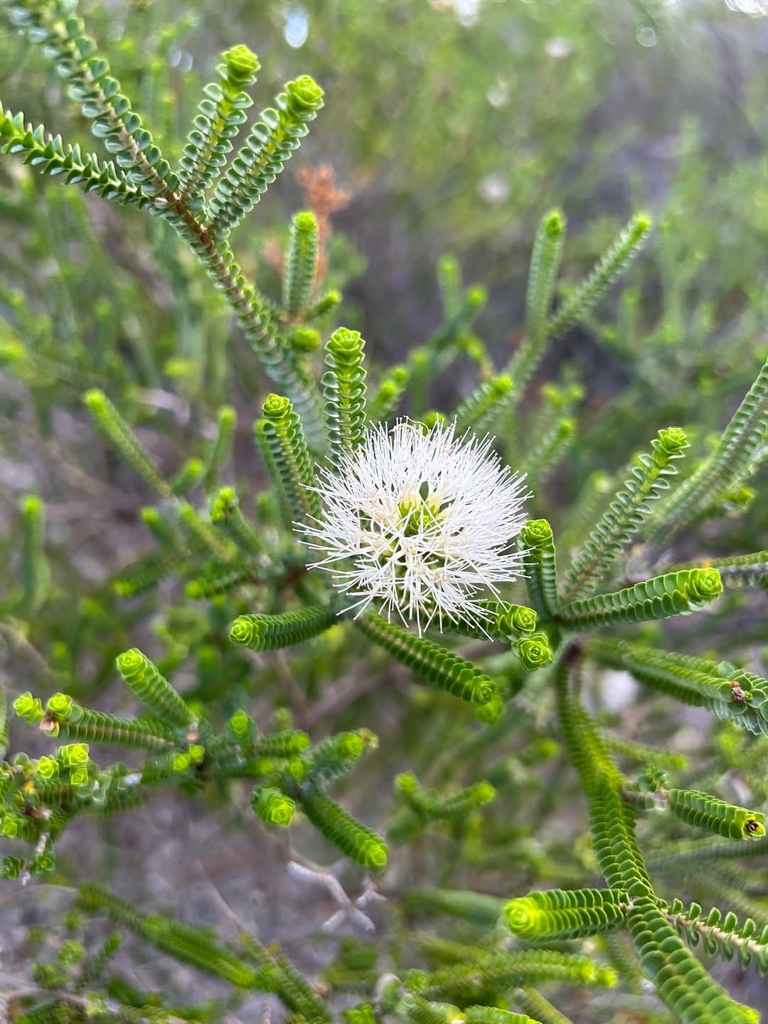 Post 3 by Kings Park and Botanic Garden on Instagram (image)