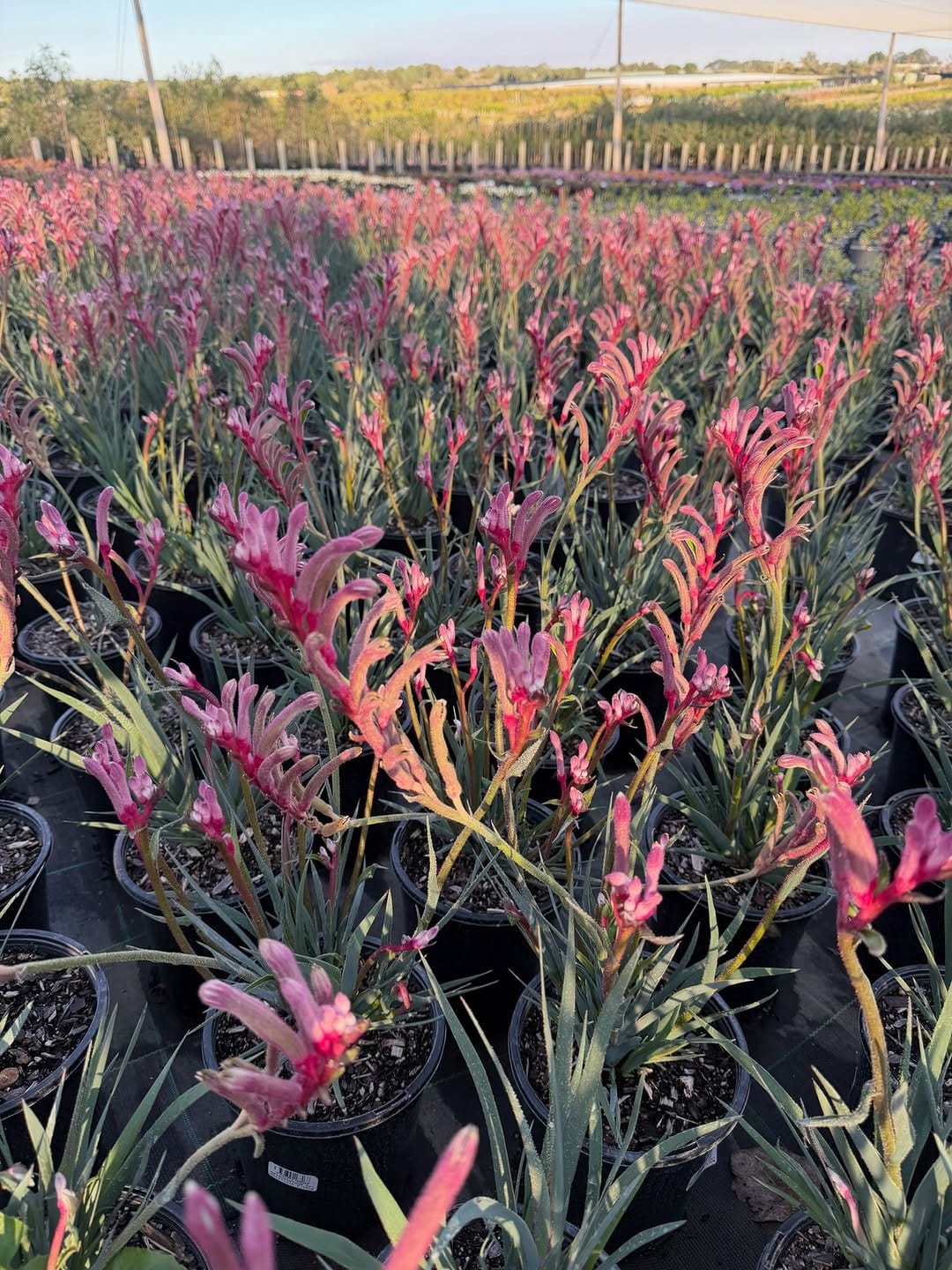Post 10 by Kings Park and Botanic Garden on Instagram (image)