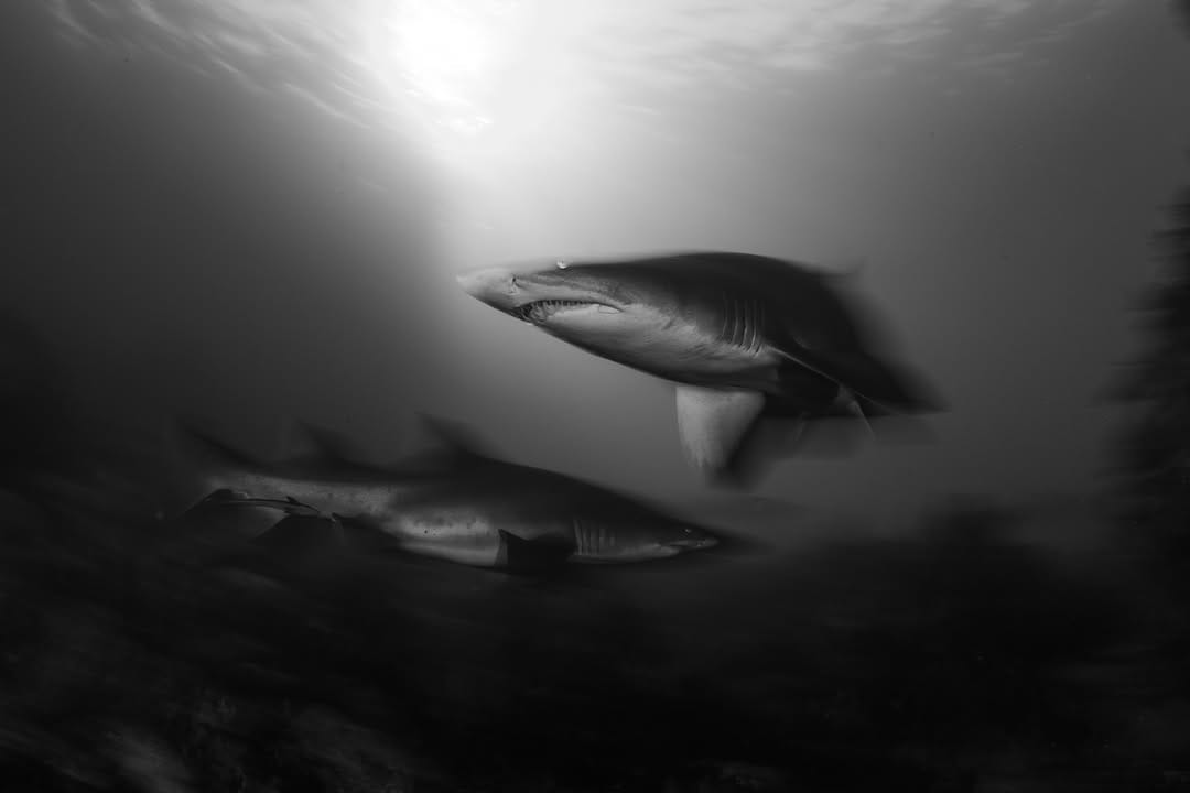 Post 6 by Daniel Sly on Instagram (image)