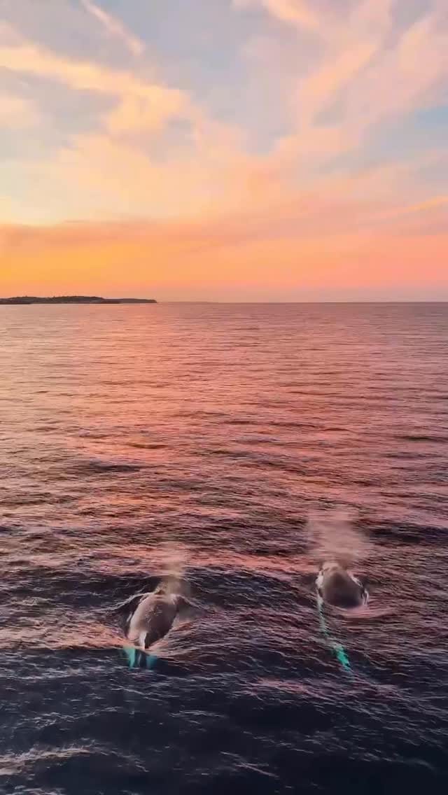Post 6 by Isabella Dobozy on Instagram (video)