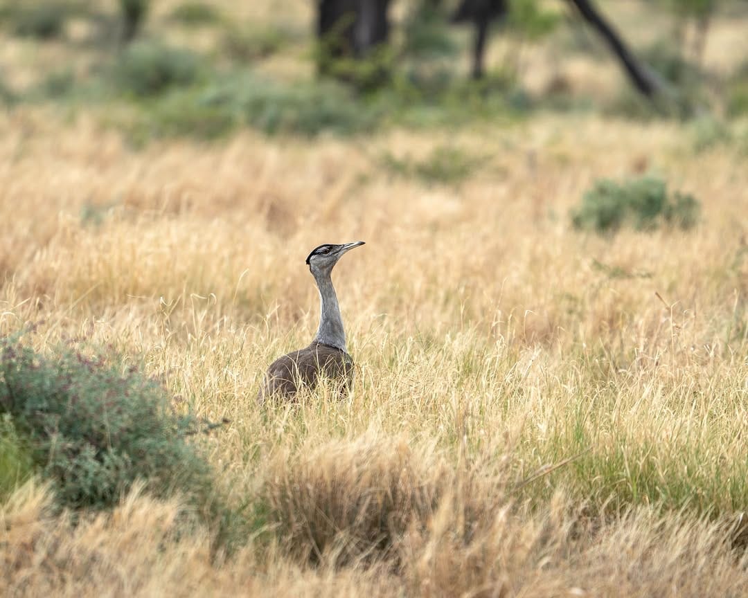 Post 8 by Nature Conservation Council on Instagram (carousel)