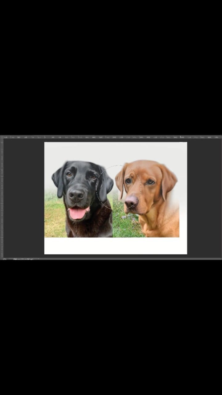 Post 9 by Jess Wells - Animal Artist on Instagram (video)