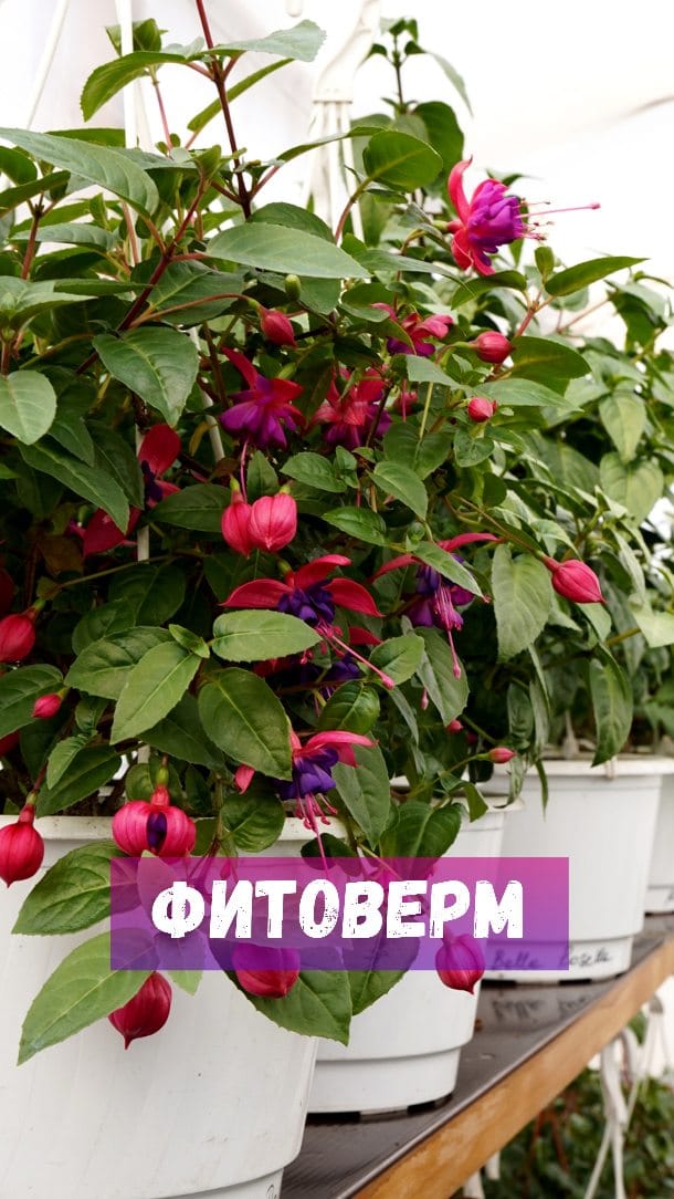 Post 10 by Евгения и Лучшие Фуксии on Instagram (video)