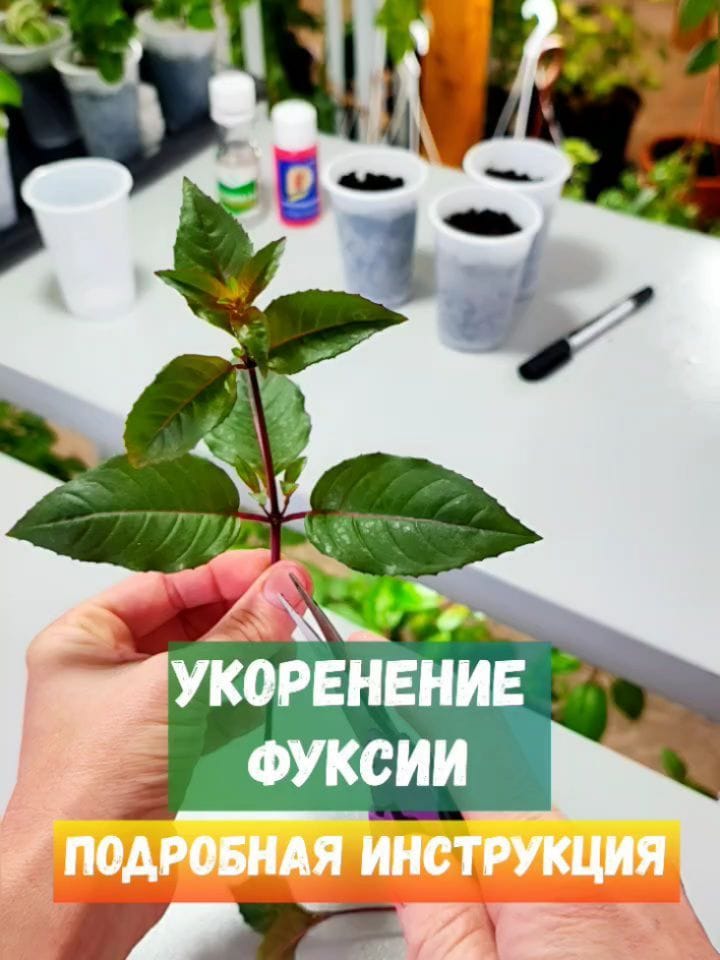Post 4 by Евгения и Лучшие Фуксии on Instagram (carousel)