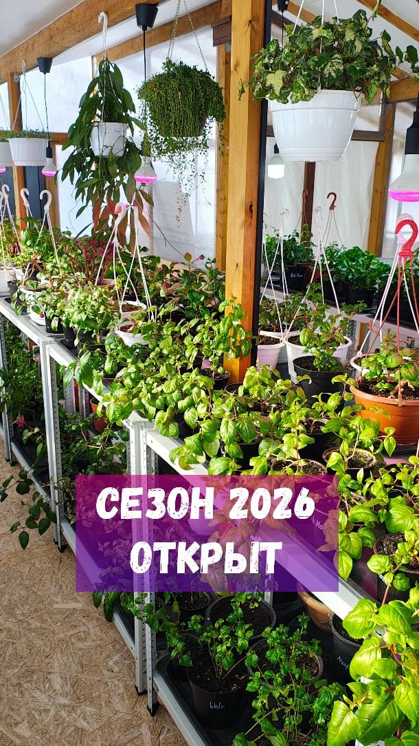 Post 9 by Евгения и Лучшие Фуксии on Instagram (video)