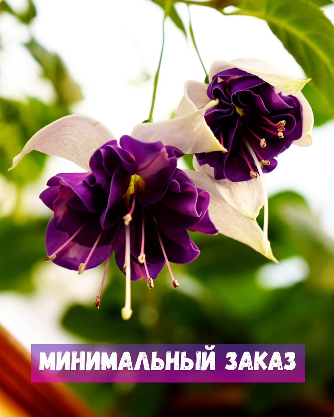 Post 5 by Евгения и Лучшие Фуксии on Instagram (carousel)