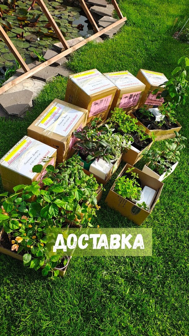 Post 2 by Евгения и Лучшие Фуксии on Instagram (video)