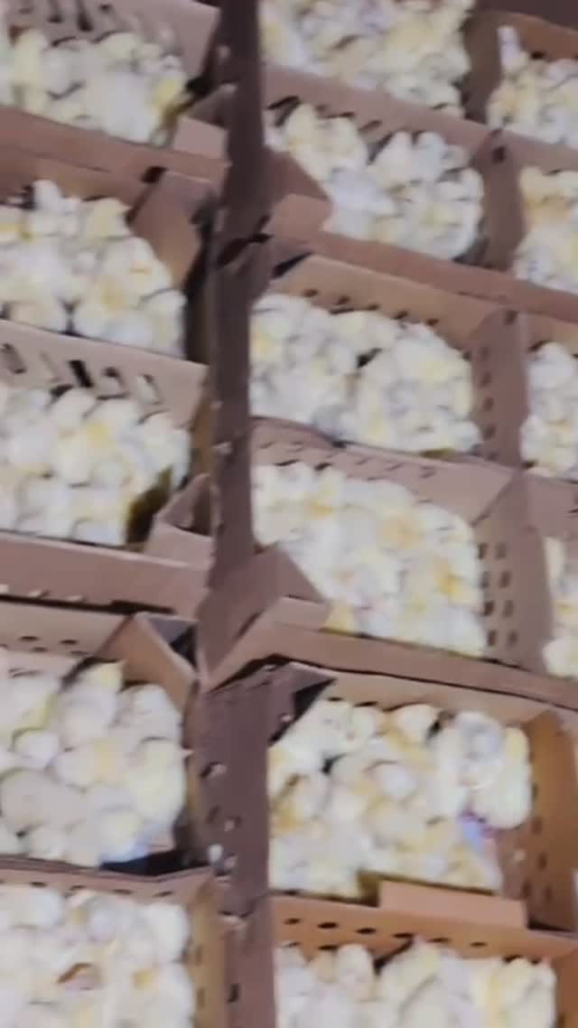 Post 5 by Mc Pilipili on Instagram (video)
