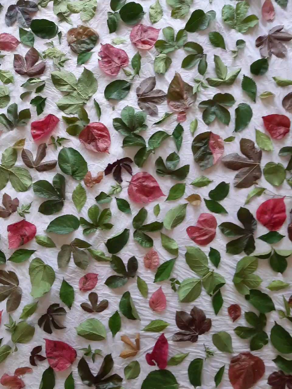 Post 6 by Ecoprint and botanical colors on Instagram (video)