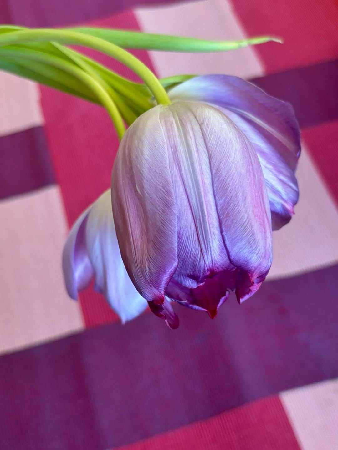 Post 4 by Pistil on Instagram (carousel)