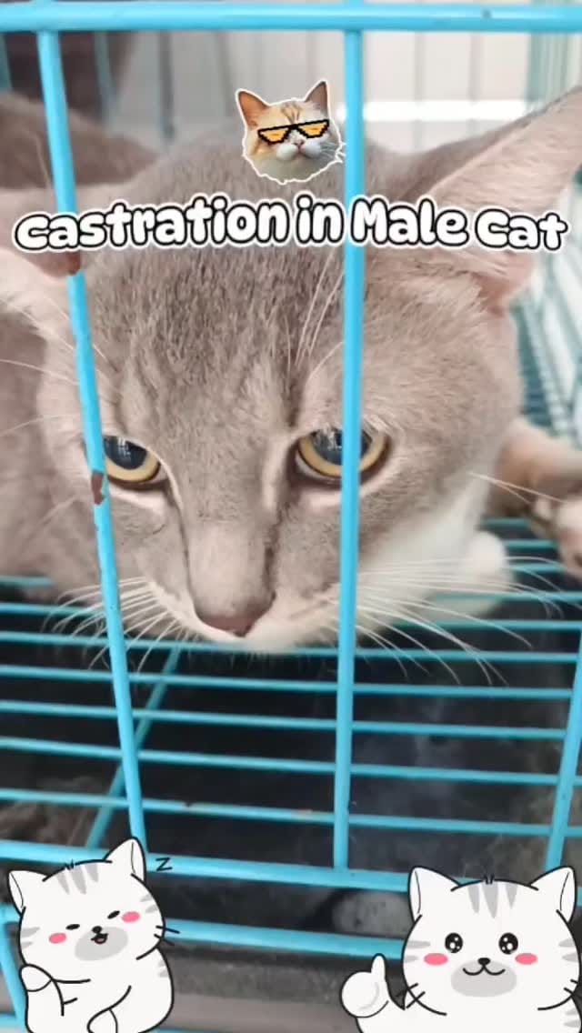 Post 8 by Irfan Vet 1 on Instagram (video)