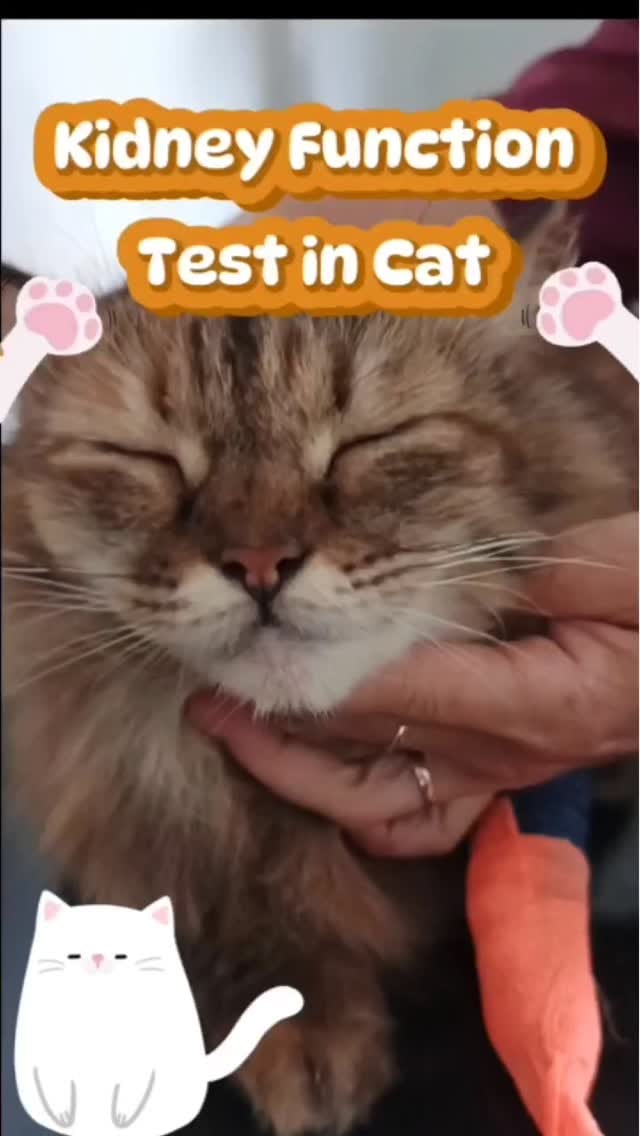 Post 10 by Irfan Vet 1 on Instagram (video)